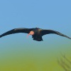 Ibis skalni - Geronticus eremita - Waldrapp - Bald Ibis 5800